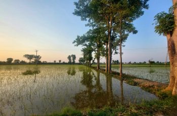 Pakistan Rice_Credit_Ali_Hamza_Tullah